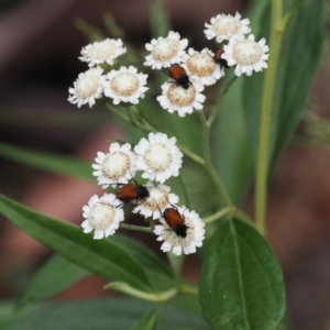 Ozothamnus stirlingii at Cotter River, ACT - 21 Jan 2023 02:35 PM