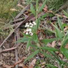 Ozothamnus stirlingii at Cotter River, ACT - 21 Jan 2023 02:35 PM