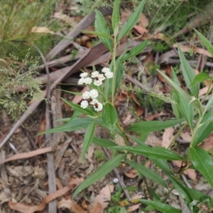 Ozothamnus stirlingii at Cotter River, ACT - 21 Jan 2023 02:35 PM