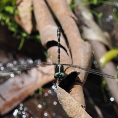 Eusynthemis guttata (Southern Tigertail) at Cotter River, ACT - 21 Jan 2023 by RAllen