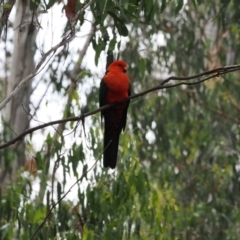 Alisterus scapularis (Australian King-Parrot) at Cotter River, ACT - 21 Jan 2023 by RAllen