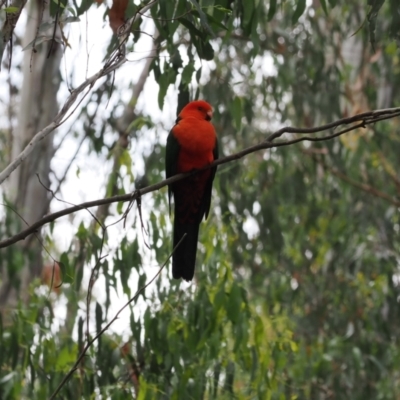 Alisterus scapularis (Australian King-Parrot) at Cotter River, ACT - 21 Jan 2023 by RAllen