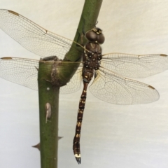 Adversaeschna brevistyla (Blue-spotted Hawker) at Griffith, ACT - 22 Jan 2023 by Opus