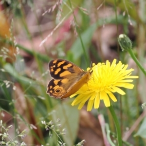 Heteronympha solandri at Cotter River, ACT - 21 Jan 2023