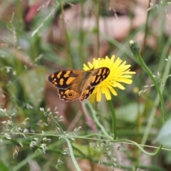 Heteronympha solandri at Cotter River, ACT - 21 Jan 2023