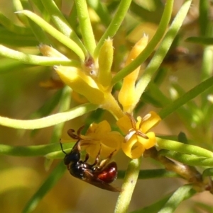 Exoneura sp. (genus) at Wingello, NSW - 9 Jan 2023