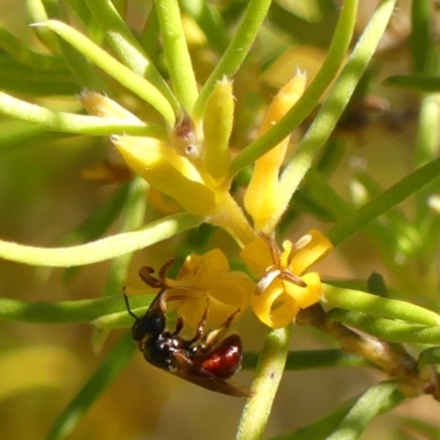 Exoneura sp. (genus) (A reed bee) at Wingello - 9 Jan 2023 by Curiosity