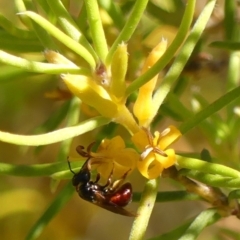 Exoneura sp. (genus) (A reed bee) at Wingello - 8 Jan 2023 by Curiosity