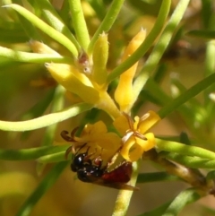 Exoneura sp. (genus) at Wingello, NSW - 9 Jan 2023