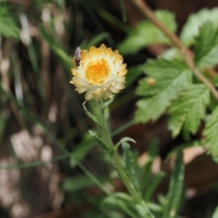 Coronidium monticola (Mountain Button Everlasting) at Namadgi National Park - 21 Jan 2023 by RAllen