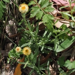 Coronidium monticola at Cotter River, ACT - 21 Jan 2023