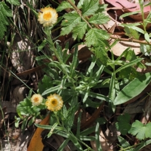 Coronidium gunnianum at Cotter River, ACT - 21 Jan 2023