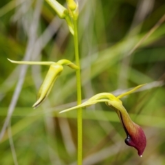 Cryptostylis subulata (Cow Orchid) at Bundanoon - 3 Jan 2023 by Boobook38