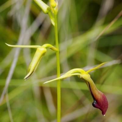 Cryptostylis subulata (Cow Orchid) at Wingecarribee Local Government Area - 3 Jan 2023 by Boobook38