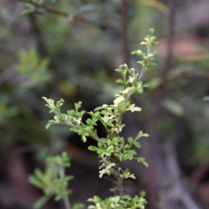 Xanthosia stellata at Bundanoon, NSW - 22 Jan 2023 12:42 PM