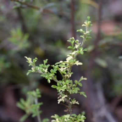 Xanthosia stellata (Star Xanthosia) at Morton National Park - 22 Jan 2023 by Boobook38