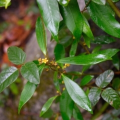 Tristaniopsis laurina at Bundanoon, NSW - 22 Jan 2023 by Boobook38