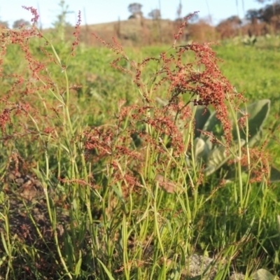Rumex acetosella (Sheep Sorrel) at Theodore, ACT - 15 Oct 2022 by MichaelBedingfield