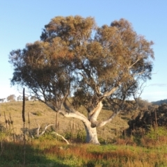 Eucalyptus rossii (Inland Scribbly Gum) at Melrose - 15 Oct 2022 by michaelb