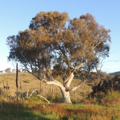 Eucalyptus rossii (Inland Scribbly Gum) at Theodore, ACT - 15 Oct 2022 by michaelb