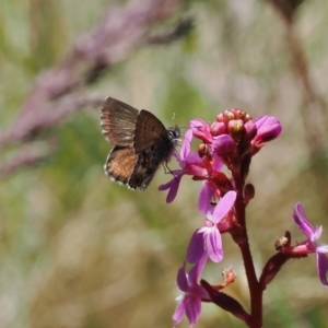 Neolucia hobartensis at Cotter River, ACT - 9 Jan 2023