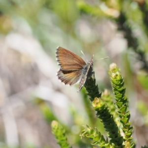 Neolucia hobartensis at Cotter River, ACT - 9 Jan 2023