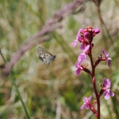 Neolucia hobartensis at Cotter River, ACT - 9 Jan 2023