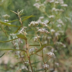 Astrotricha ledifolia (Common Star-hair) at Cotter River, ACT - 9 Jan 2023 by RAllen