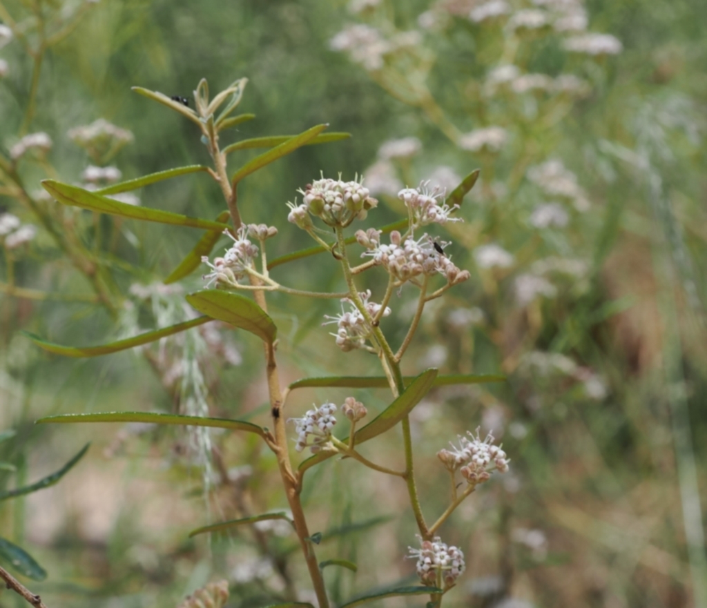 Astrotricha ledifolia at Cotter River, ACT - 10 Jan 2023