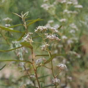 Astrotricha ledifolia at Cotter River, ACT - 10 Jan 2023