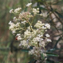 Astrotricha ledifolia at Cotter River, ACT - 10 Jan 2023 10:48 AM