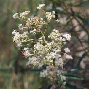 Astrotricha ledifolia at Cotter River, ACT - 10 Jan 2023 10:48 AM