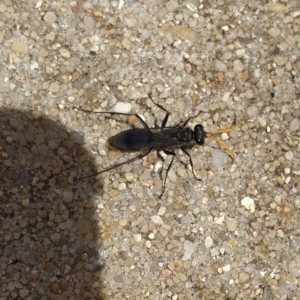 Fabriogenia sp. (genus) at Mitchell, ACT - 23 Jan 2023