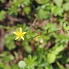 Ranunculus scapiger at Namadgi National Park - 10 Jan 2023 by RAllen