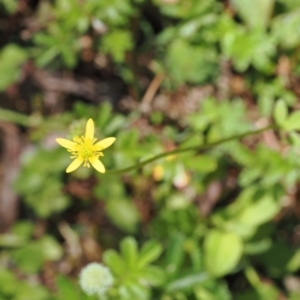 Ranunculus scapiger at Cotter River, ACT - 10 Jan 2023