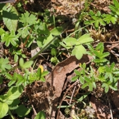 Ranunculus scapiger at Cotter River, ACT - 10 Jan 2023