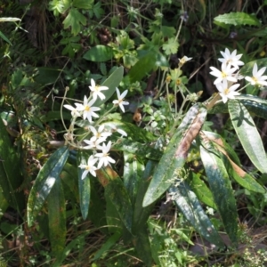 Olearia megalophylla at Cotter River, ACT - 10 Jan 2023 10:55 AM