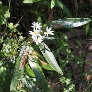 Olearia megalophylla at Cotter River, ACT - 10 Jan 2023 10:55 AM