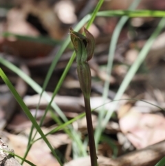 Chiloglottis valida (Large Bird Orchid) at Cotter River, ACT - 10 Jan 2023 by RAllen