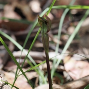 Chiloglottis valida at Cotter River, ACT - 10 Jan 2023