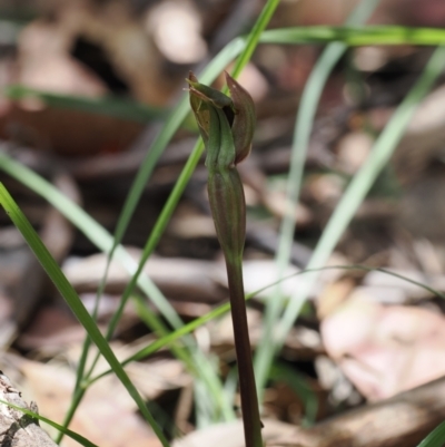 Chiloglottis valida (Large Bird Orchid) at Cotter River, ACT - 10 Jan 2023 by RAllen