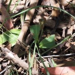 Chiloglottis valida at Cotter River, ACT - 10 Jan 2023