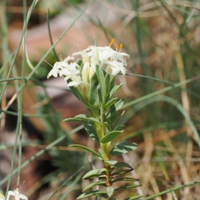 Pimelea glauca (Smooth Rice Flower) at Cotter River, ACT - 10 Jan 2023 by RAllen