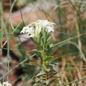 Pimelea glauca at Cotter River, ACT - 10 Jan 2023
