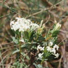 Pimelea glauca at Cotter River, ACT - 10 Jan 2023