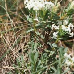 Pimelea glauca at Cotter River, ACT - 10 Jan 2023