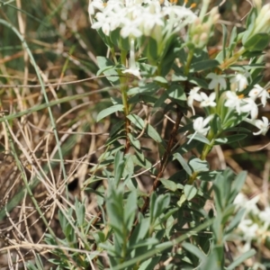 Pimelea glauca at Cotter River, ACT - 10 Jan 2023