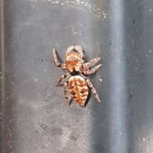 Opisthoncus nigrofemoratus at Kambah, ACT - 23 Jan 2023 12:10 PM