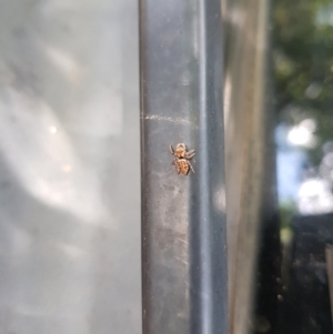 Opisthoncus nigrofemoratus at Kambah, ACT - 23 Jan 2023