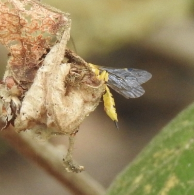 Unidentified Parasitic wasp (numerous families) at Mittagong, NSW - 21 Jan 2023 by GlossyGal
